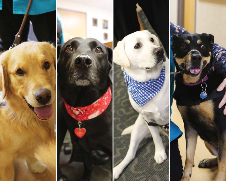 Phelps Health therapy dogs