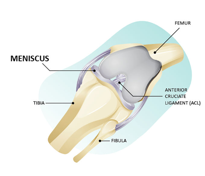 Meniscus anatomy model