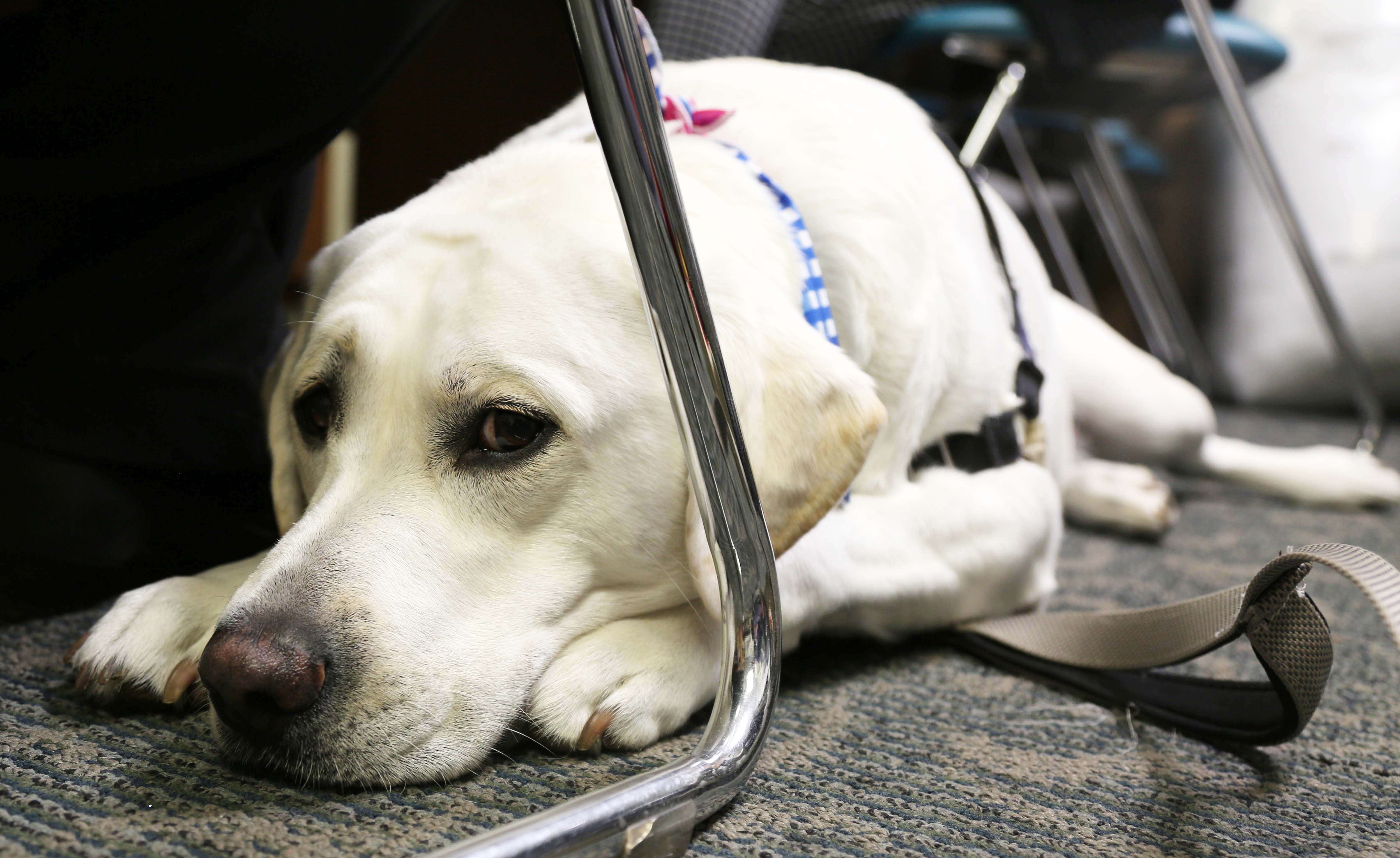 Luke Skybarker, therapy dog