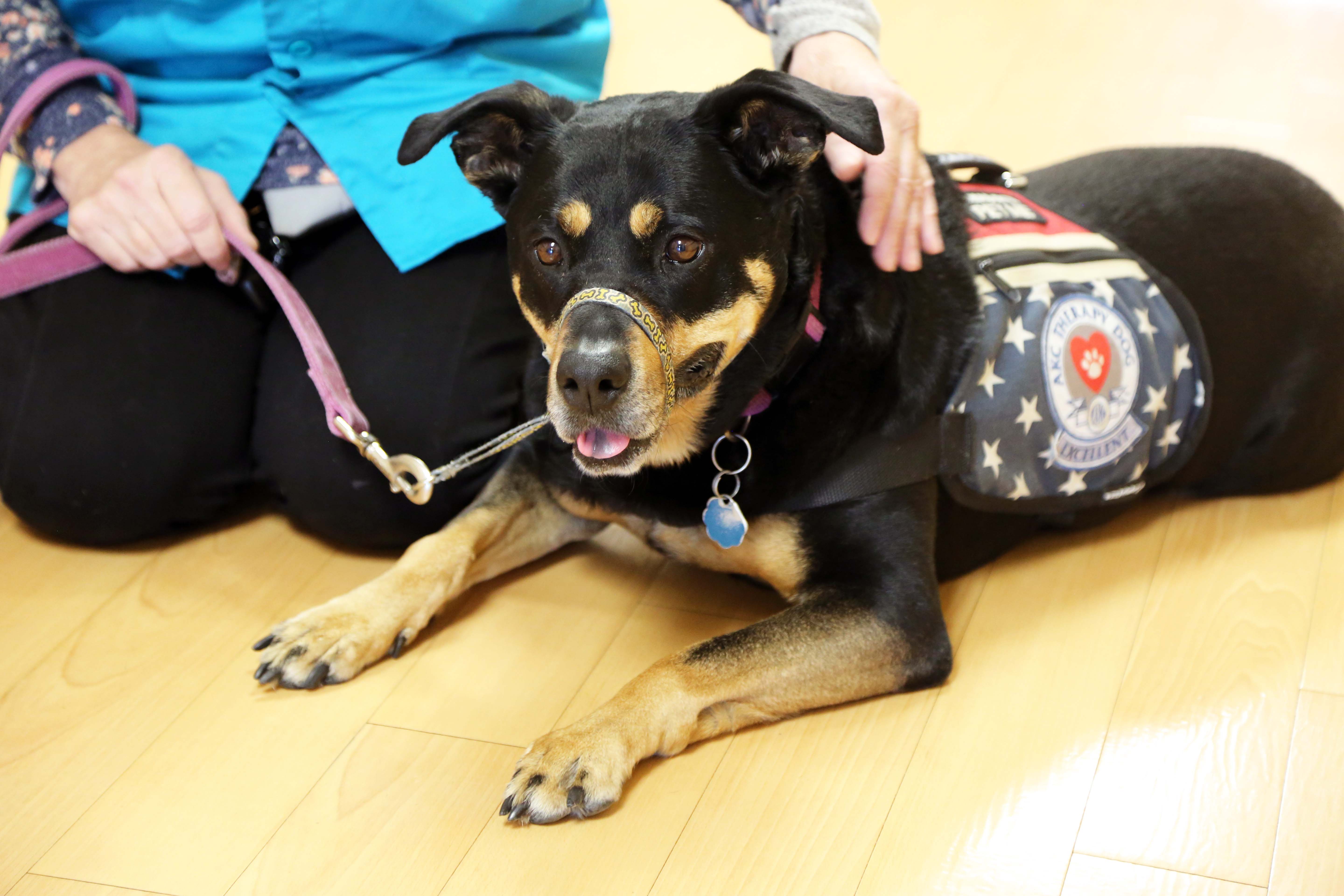 Therapy dog Sophia