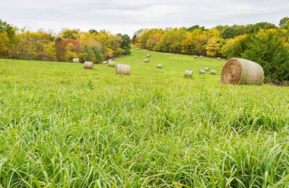 hay field