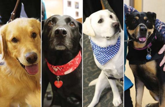 Phelps Health therapy dogs