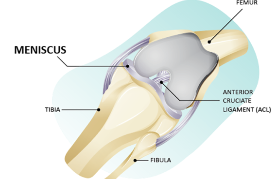 Meniscus anatomy model